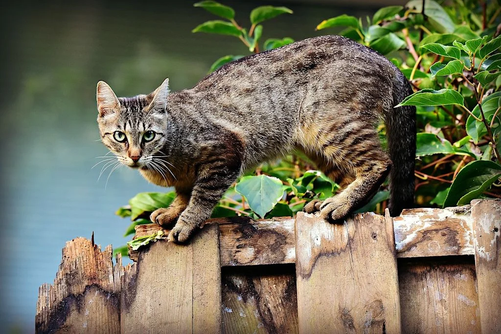 cat-3846780_1280.jpg