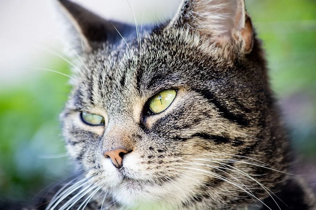 cat-4527990 1280