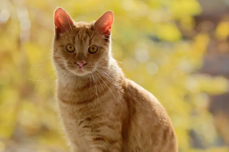 Castration chez le chat : pourquoi et à quel prix ?