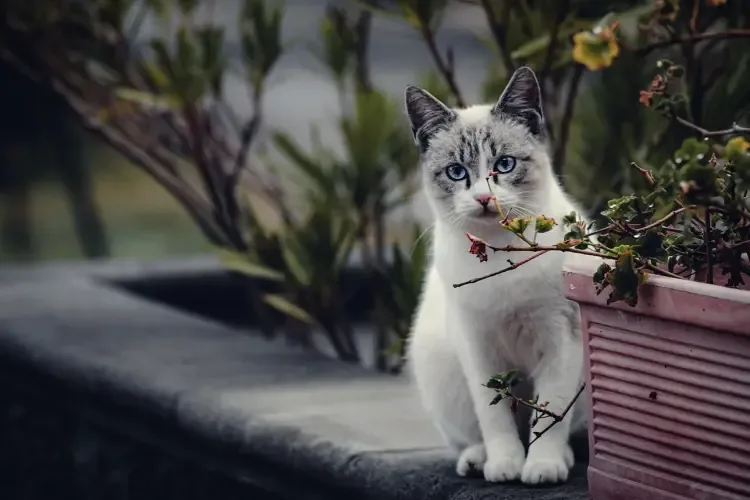 Détartrage chez le chat : pourquoi et à quel prix ?