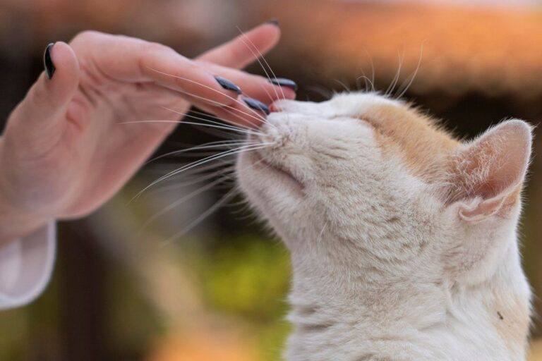 Pourquoi est-ce que mon chat me lèche ?