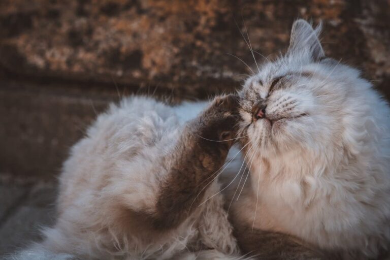 7 traitements naturels contre la teigne chez le chat
