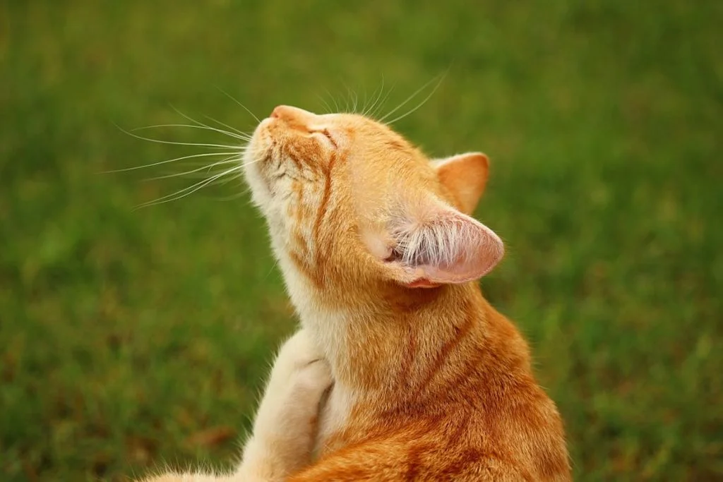 chat roux qui se gratte