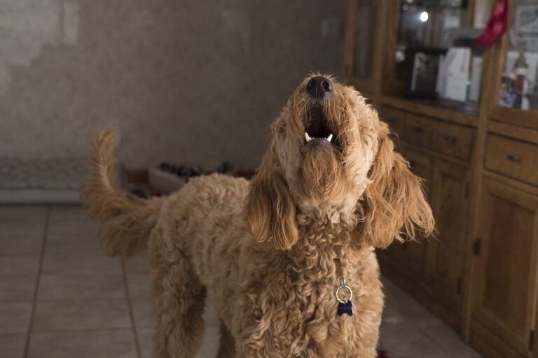 Mon chien pleure : pourquoi et que faut-il-faire ?