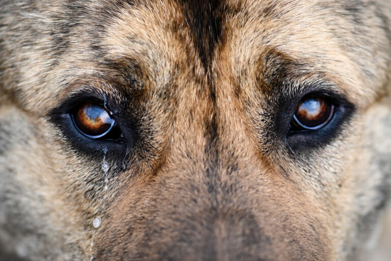 Il cane piange: cosa fare?