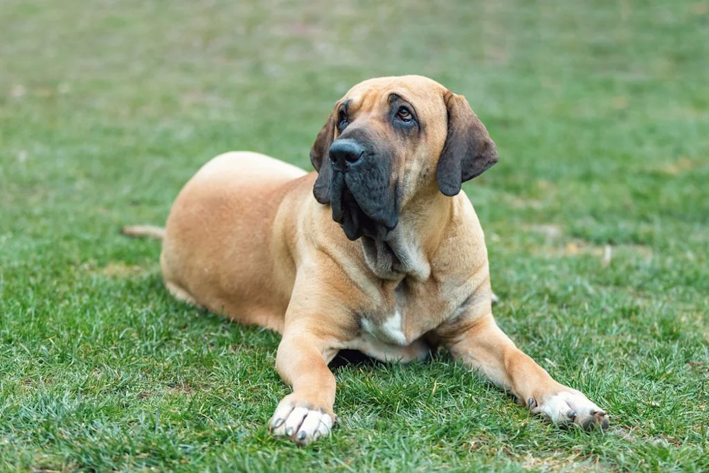 Cane Fila Brasileiro sdraiato all'aperto