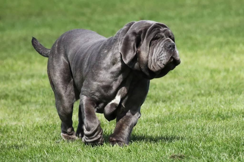 Mastino napoletano su un prato