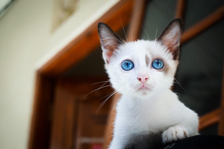 Combien coûte une nuit d&rsquo;hospitalisation pour un chat chez le vétérinaire ?