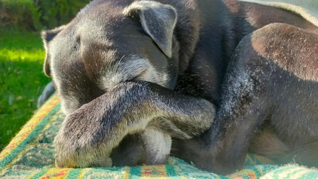 Chien qui a mal