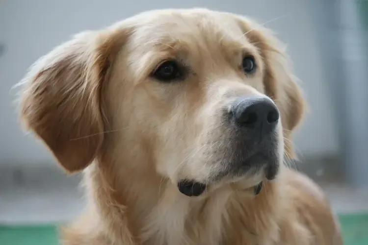Anesthésie chez le chien : quels risques et à quel prix ?