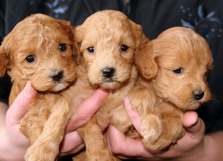 Césarienne chez le chien : quand faut-il l&rsquo;envisager et à quel prix ?