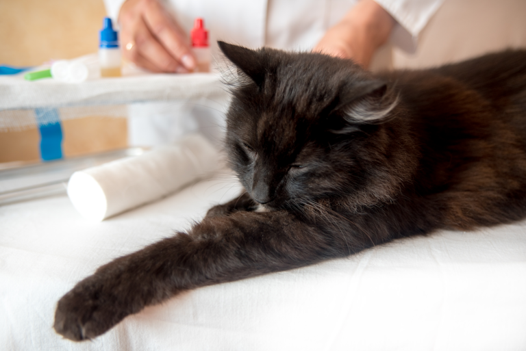 Bilan sanguin chez le chat : quand et à quel prix ?