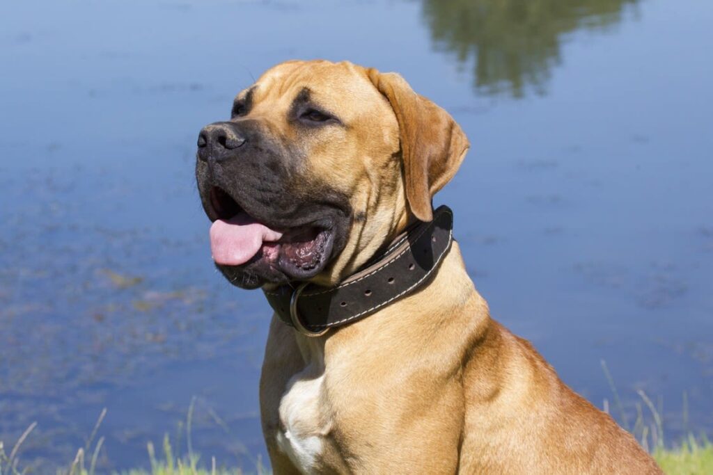 Chien de catégorie 1 : qui sont-ils ?