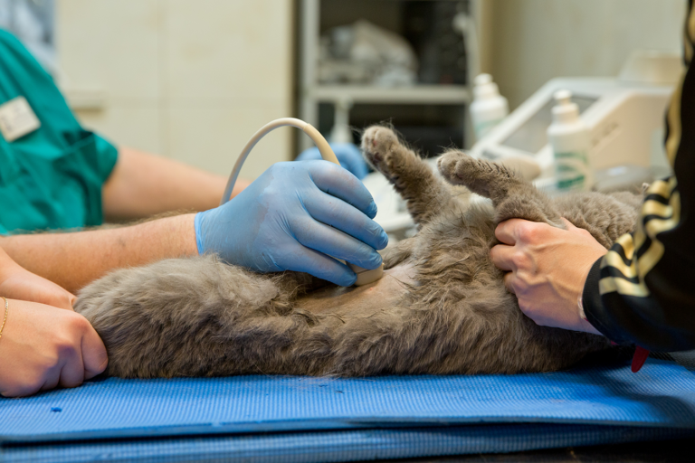 Echographie chez le chat : quand et à quel prix ?