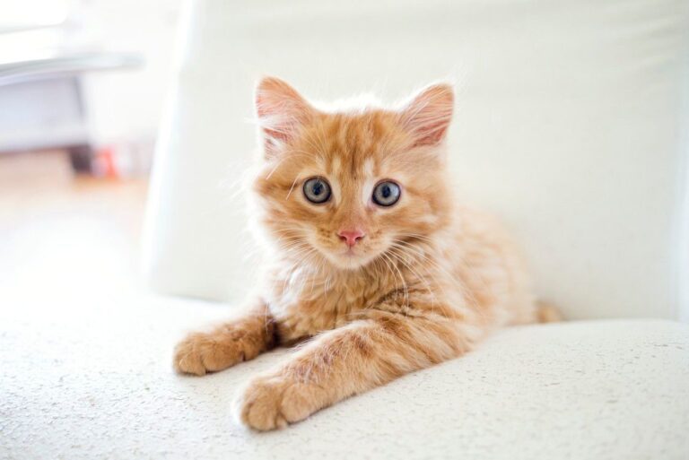 Combien coûte un chaton ?