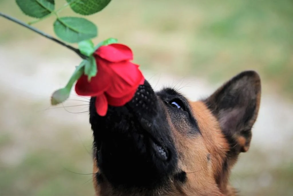 Fleurs toxiques pour le chien