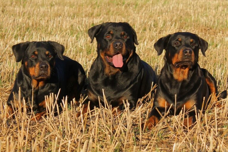 Comment décatégoriser un chien de catégorie 2 ?