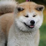 chien akita inu