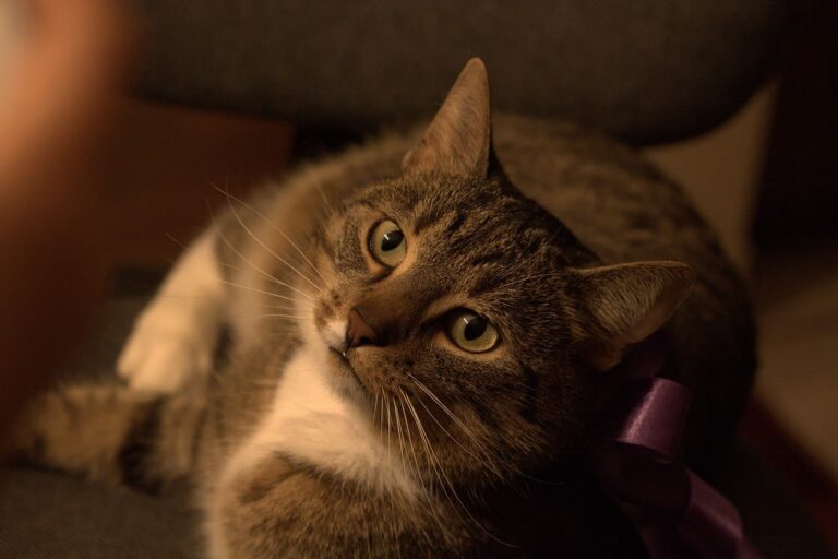 L&rsquo;insuffisance rénale chez le chat : la reconnaître et la traiter