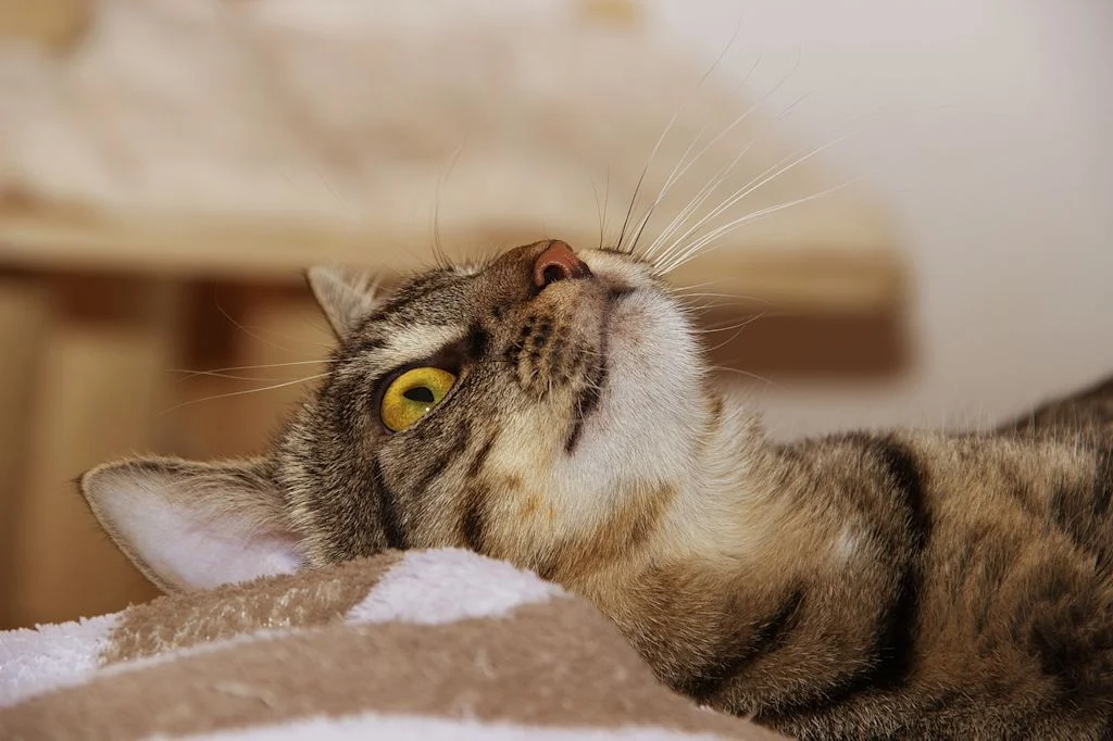 chat tigr&eacute; regarde en haut