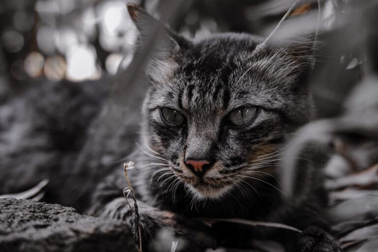 Oignon consommé par mon chat : quel risque et quel traitement ?