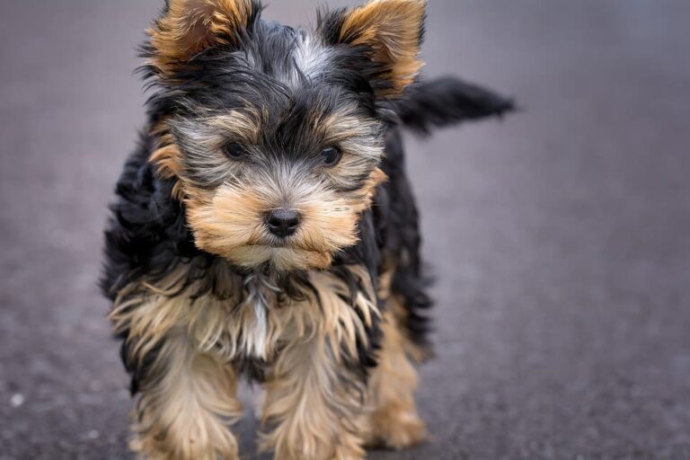 Les extractions dentaires chez le chien : pourquoi et à quel prix ?