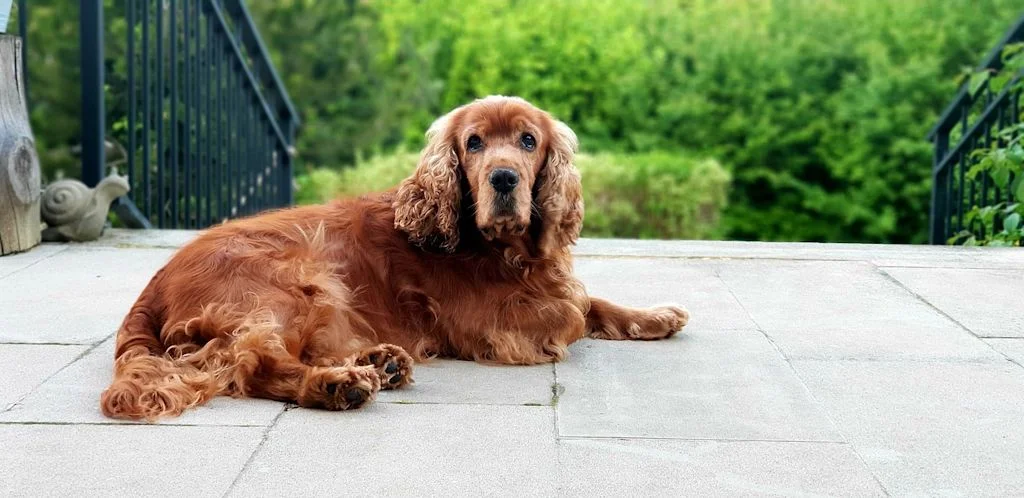 cocker