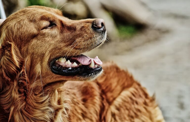 Bénéfices et prix de la castration chez le chien