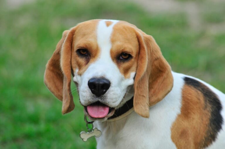 Othématome chez le chien : quand faut-il opérer et à quel prix ?