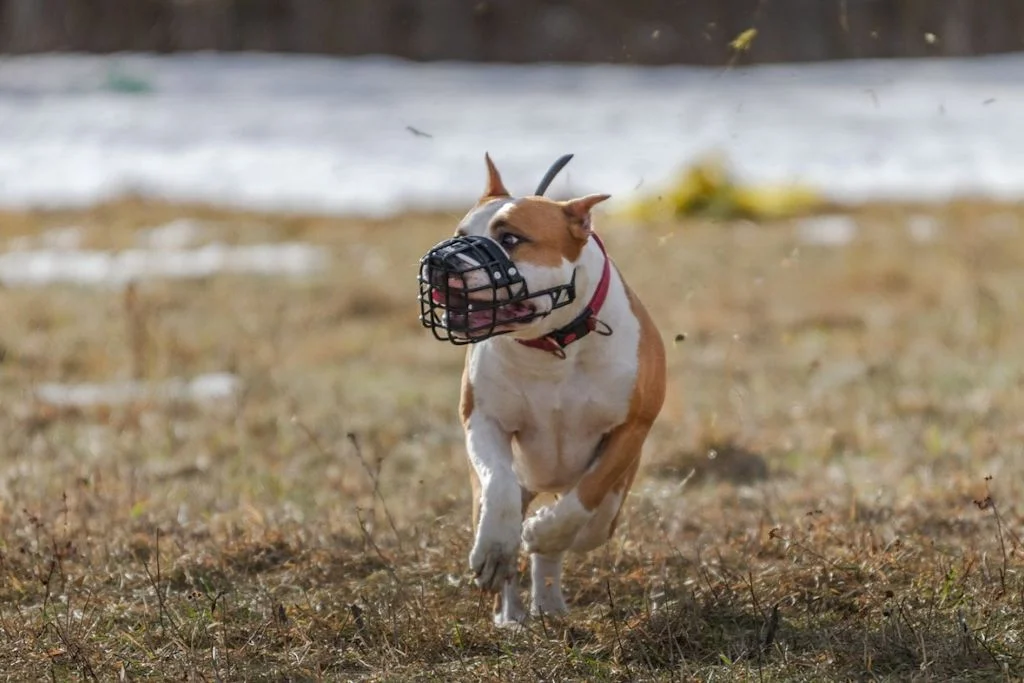 pit-bull muselé