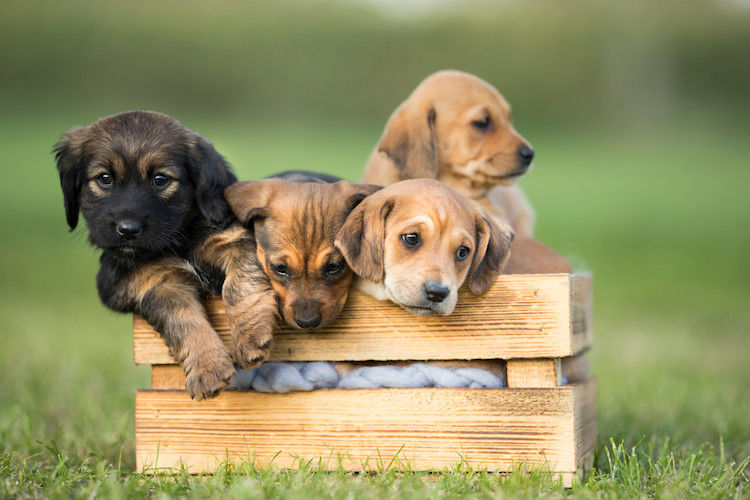 Les meilleurs noms de chiens avec la lettre A pour 2025 