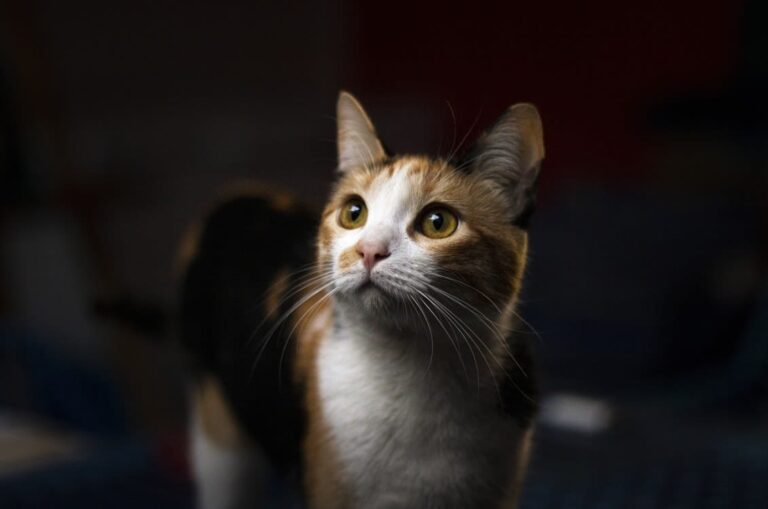 Combien coûte un chat ?