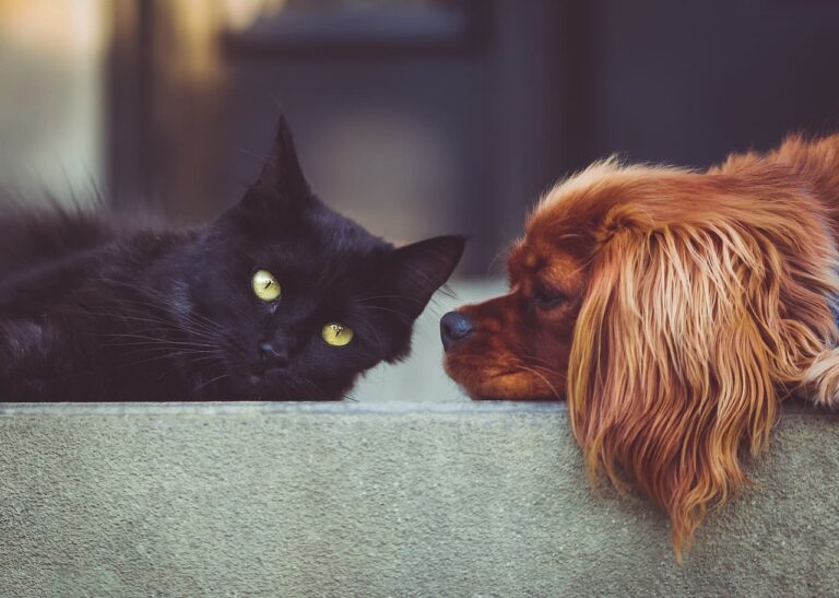 Comment faire cohabiter un chien et un chat ?