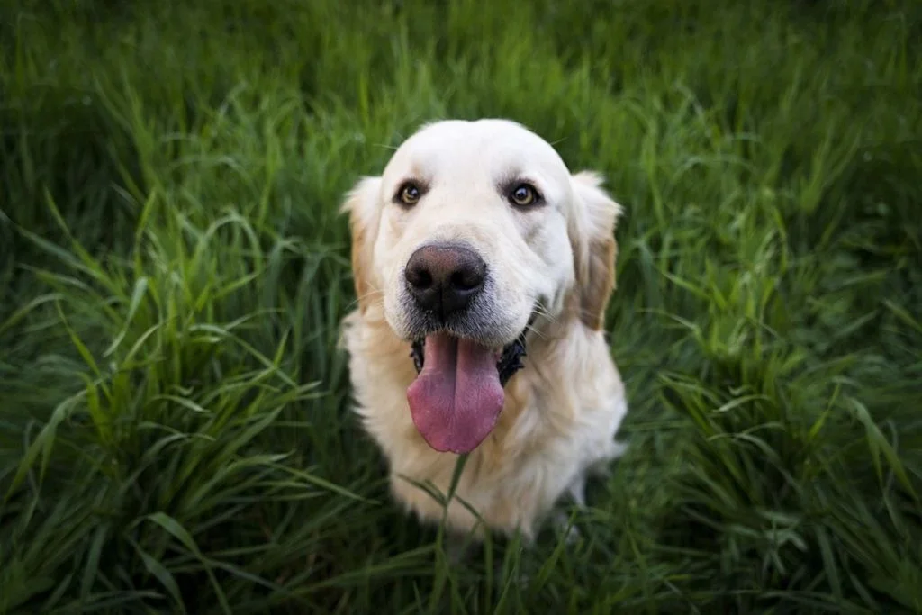 dog grass
