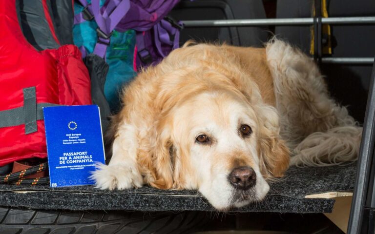 À quoi sert le passeport pour un chien ?