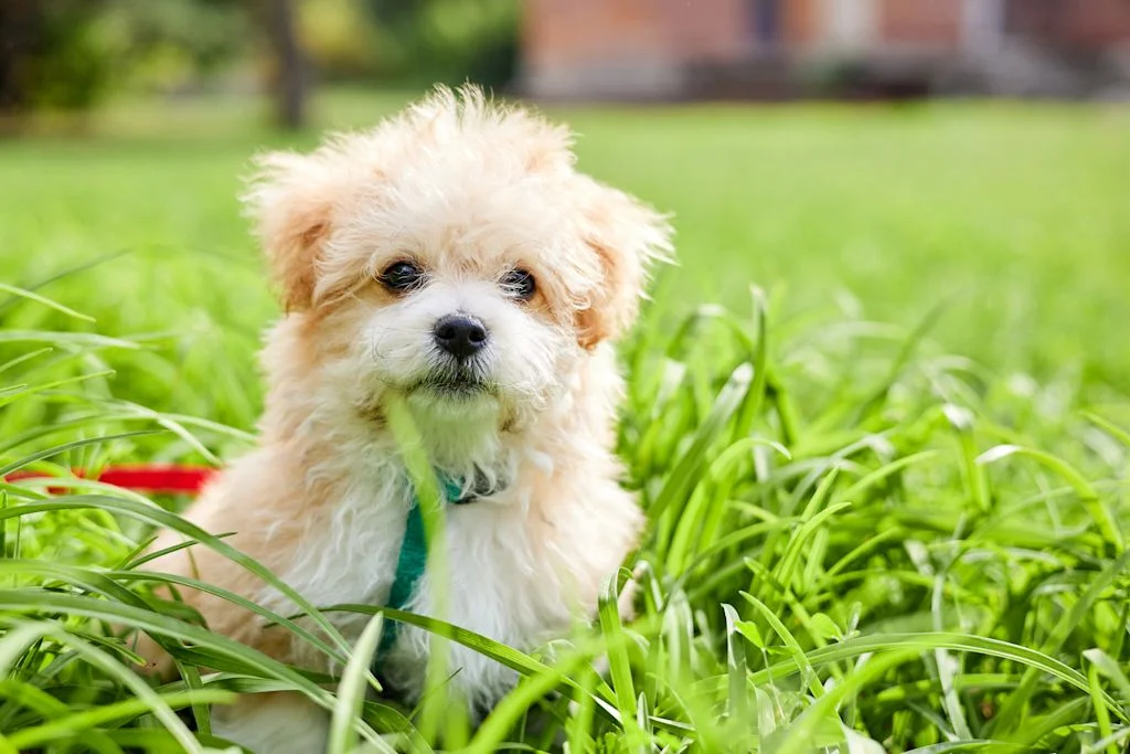 Maltipoo race chien