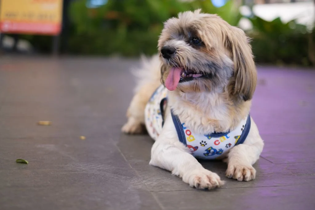 Le shih-tzu