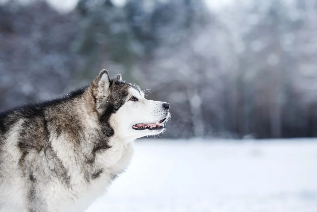 Husky siberien