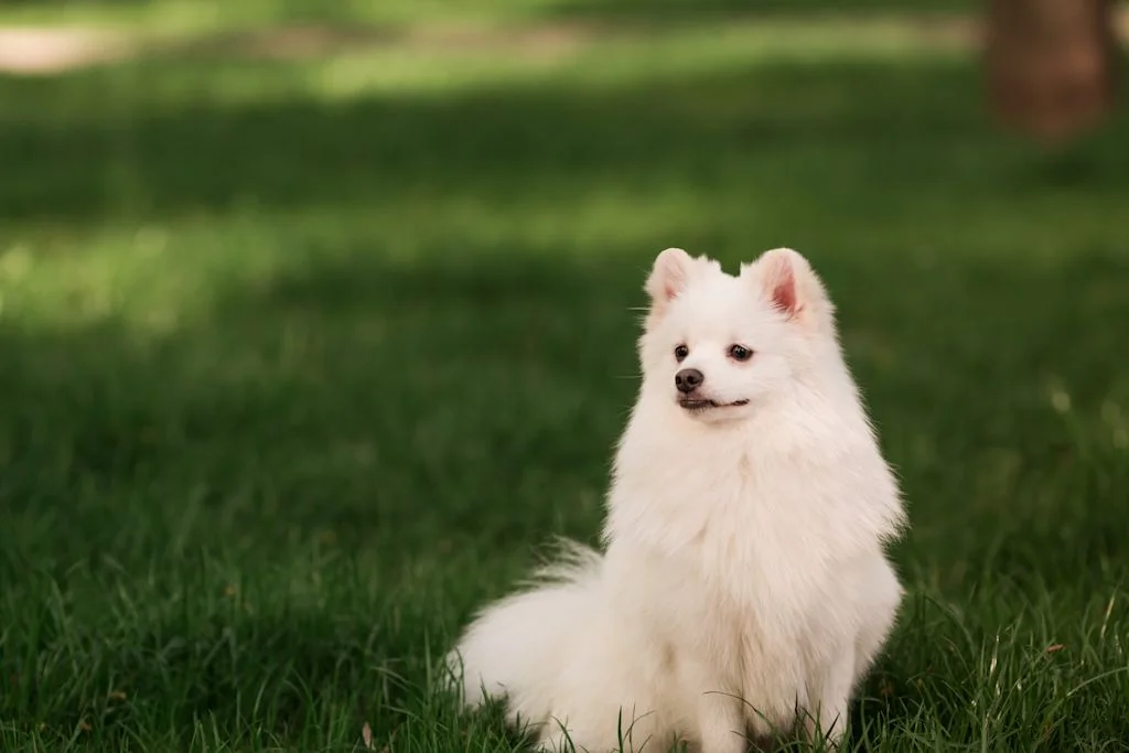 Spitz japonais