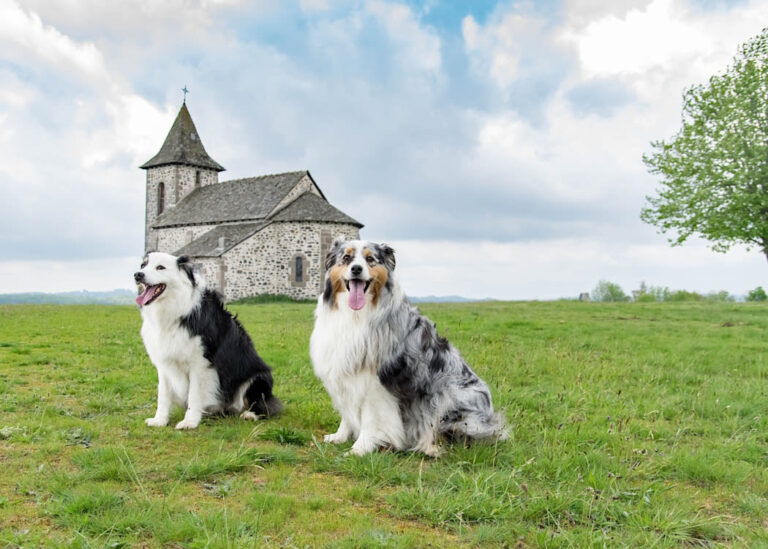 Races de chiens Français
