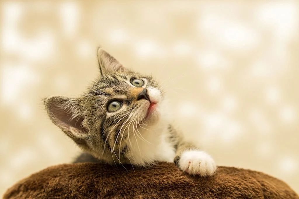 Chaton heureux