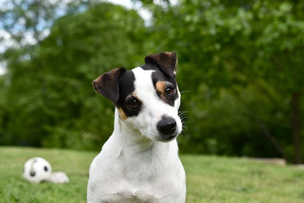Jack russel