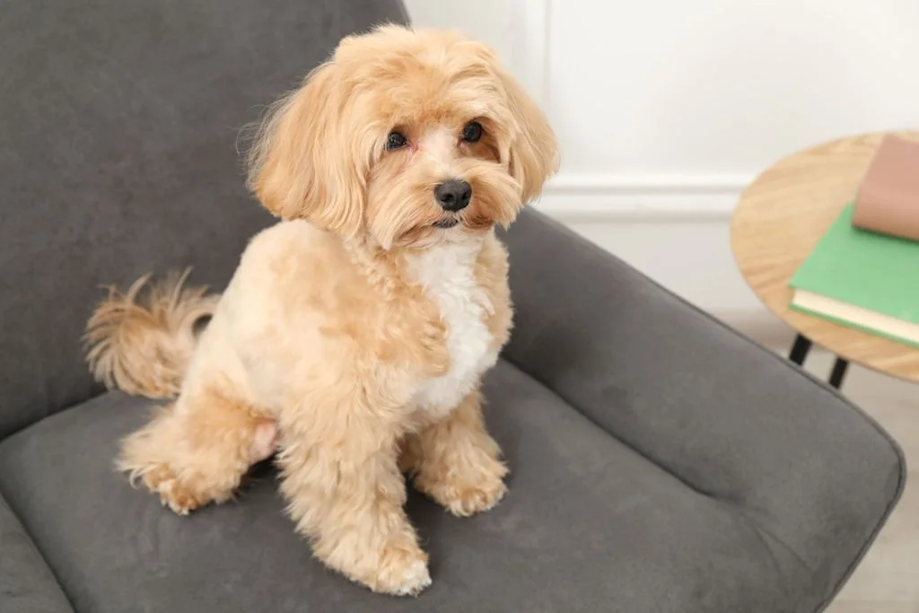 Maltipoo