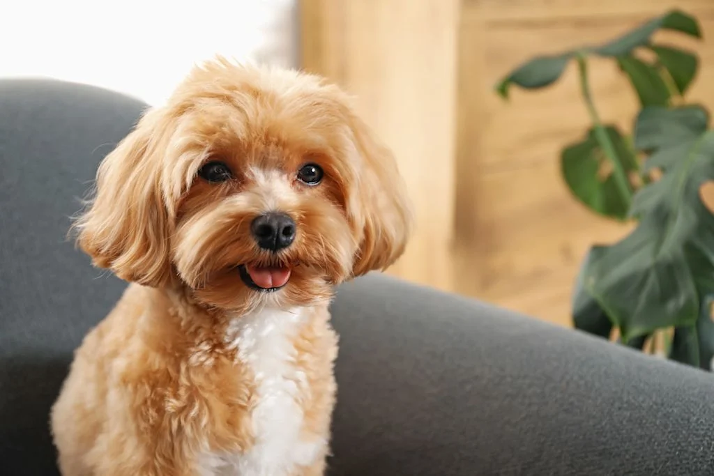 Maltipoo de face