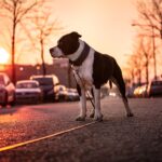 amstaff