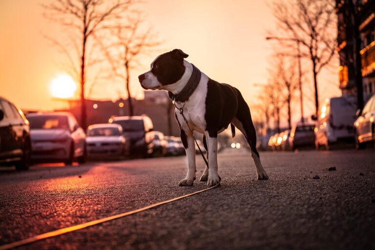 Races de chiens dangereux