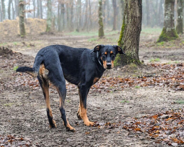 Prix d&rsquo;une chirurgie en cas de torsion d&rsquo;estomac chez le chien