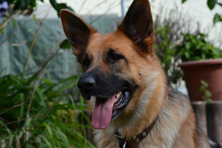 Chirurgie en cas de testicule non descendu chez le chien