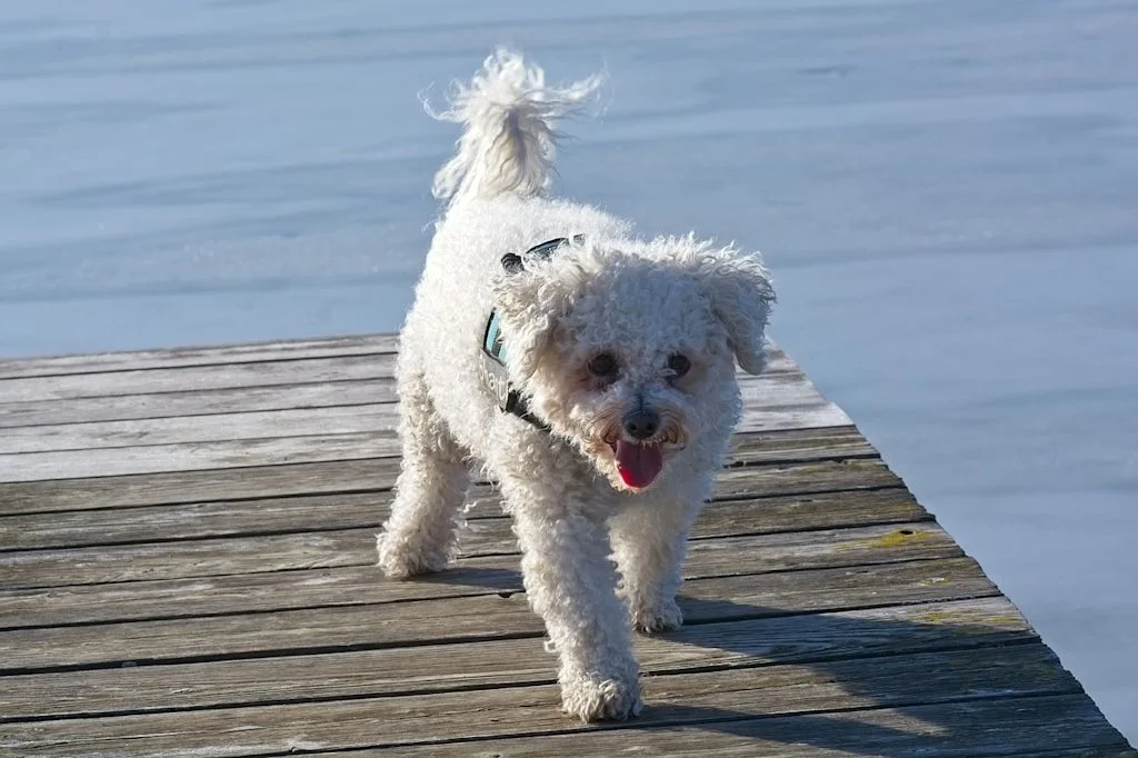 bichon frisé