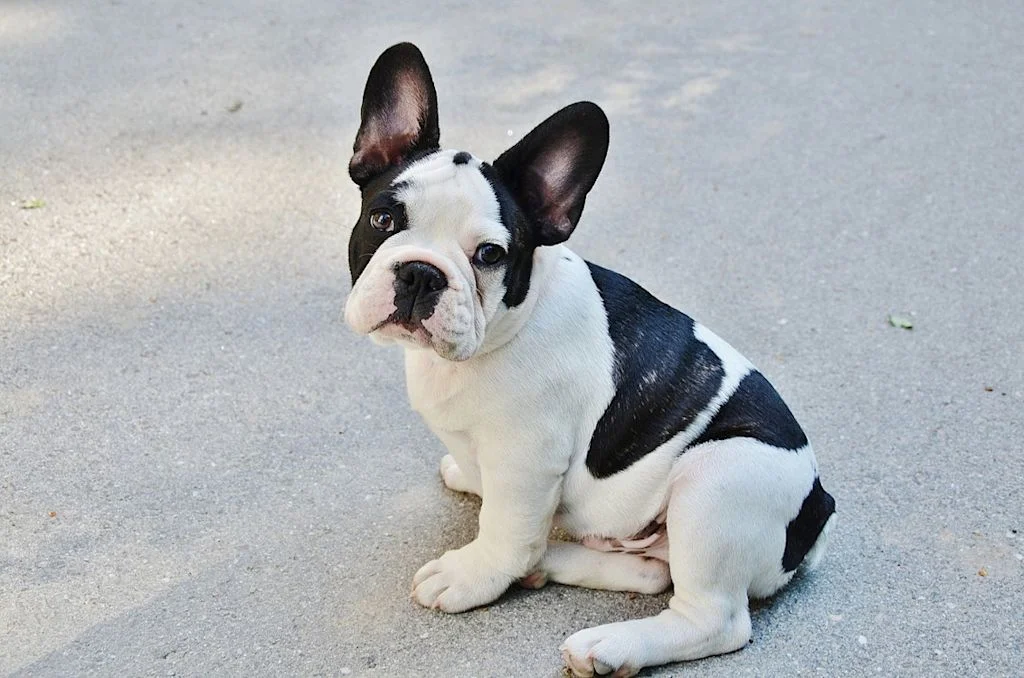 bouledogue fran&ccedil;ais
